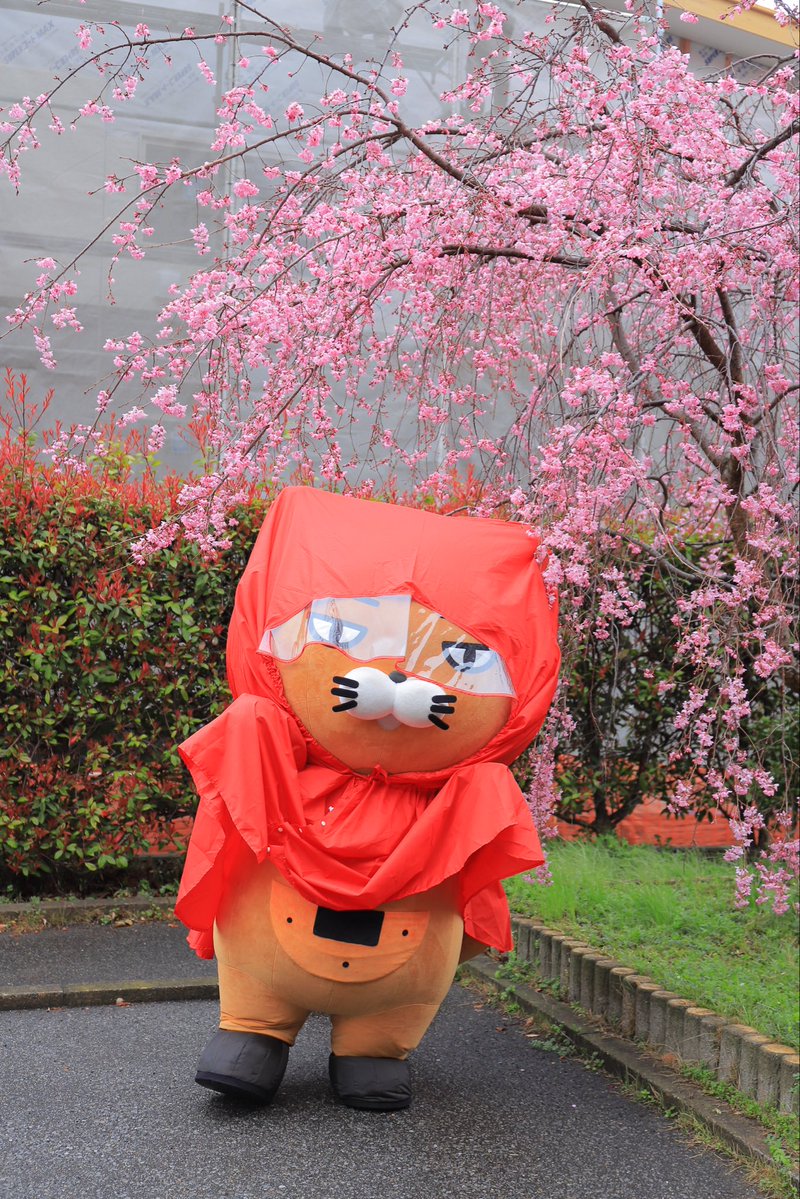 そうかニャン🍘ฅ(ↀᴥↀ)ฅT【公式】 tweet media