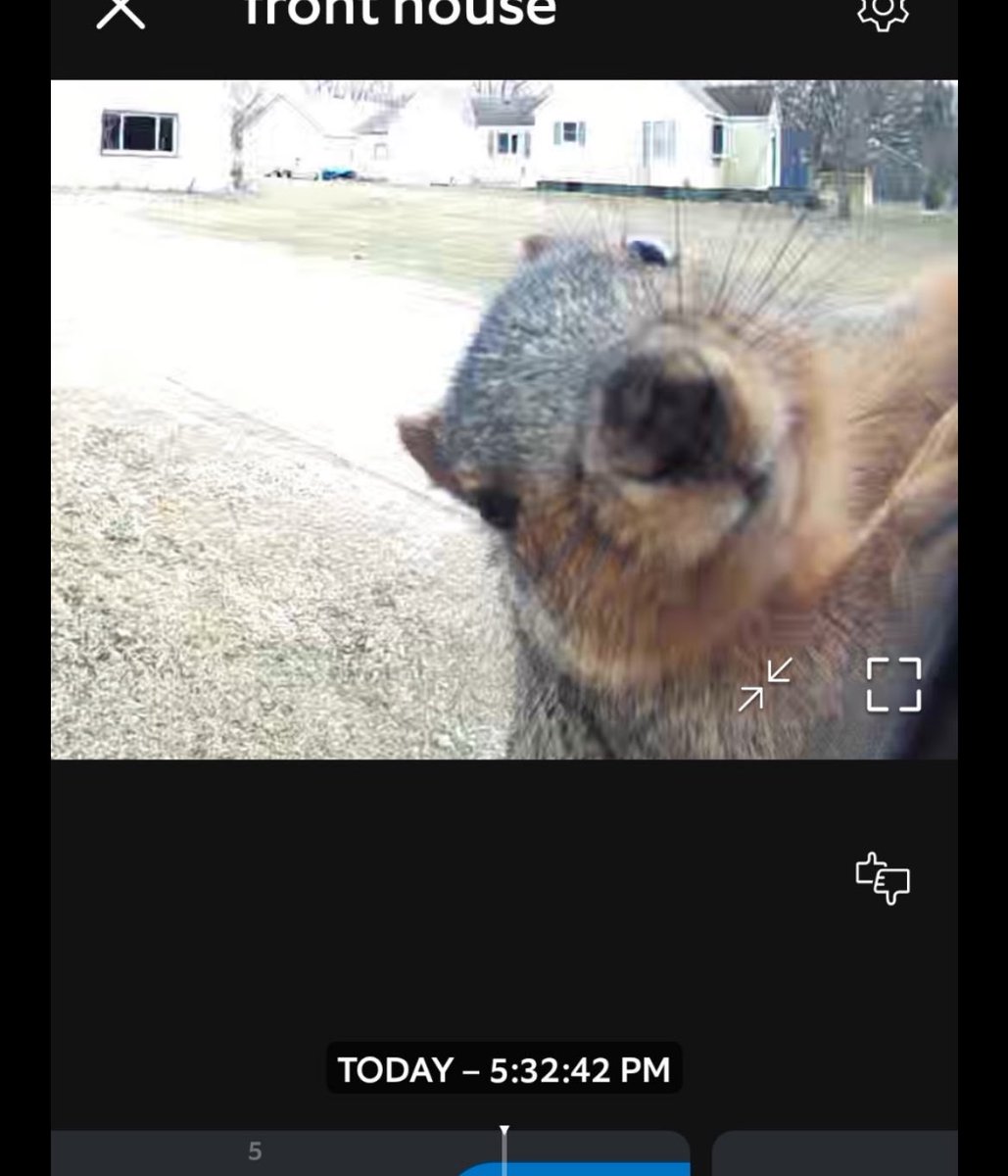 skyleesi_'s tweet photo. me and my family have been feeding peanuts to a squirrel that lives in our yard, and this is how he lets us know he wants more. I love him a lot. https://t.co/ZcsFOnaZFH