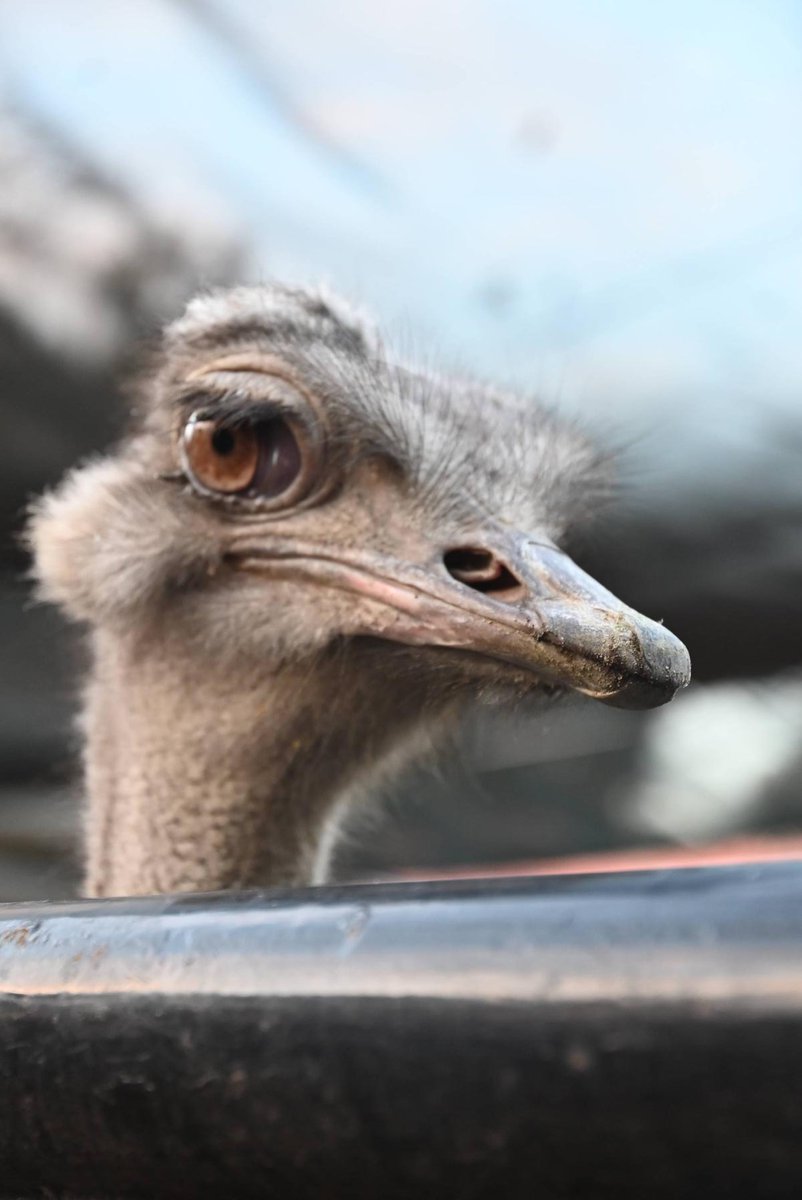 横浜市立野毛山動物園≪公式≫ tweet media