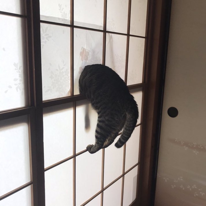 🏳️‍🌈回籠教教主🐾 tweet media