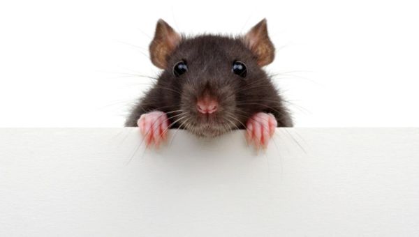 Wynia's Week tweet media