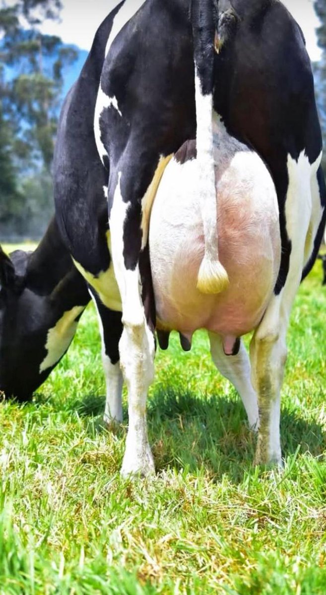 Pl Chiquinquirá Pasión Ganadera tweet media