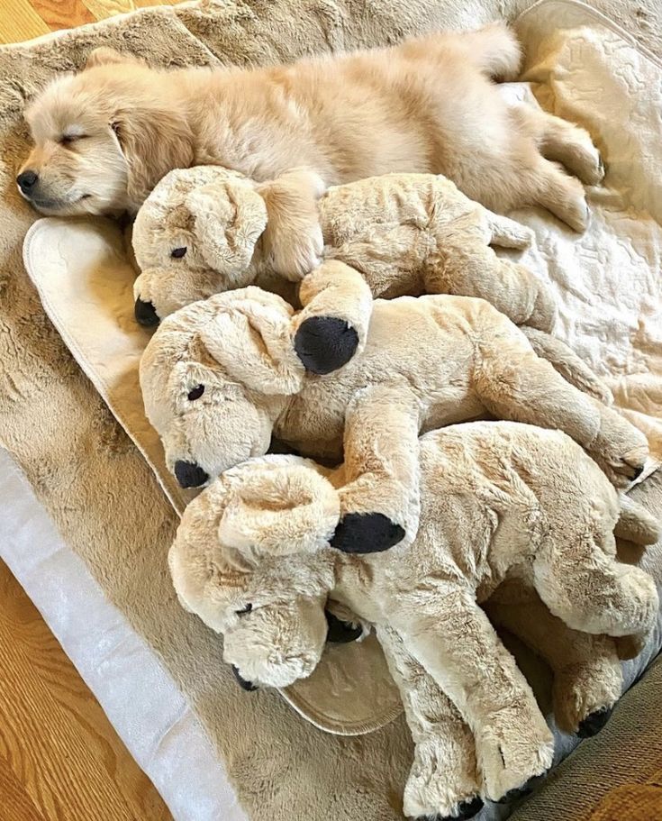 theDogLovers tweet media