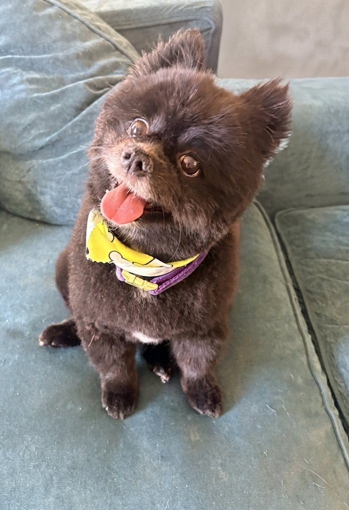 Gracie Ann/Princess Gracie the Gracious, 31st PODT tweet media