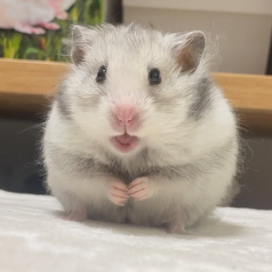 しらたきお嬢
今日もビジュ良き