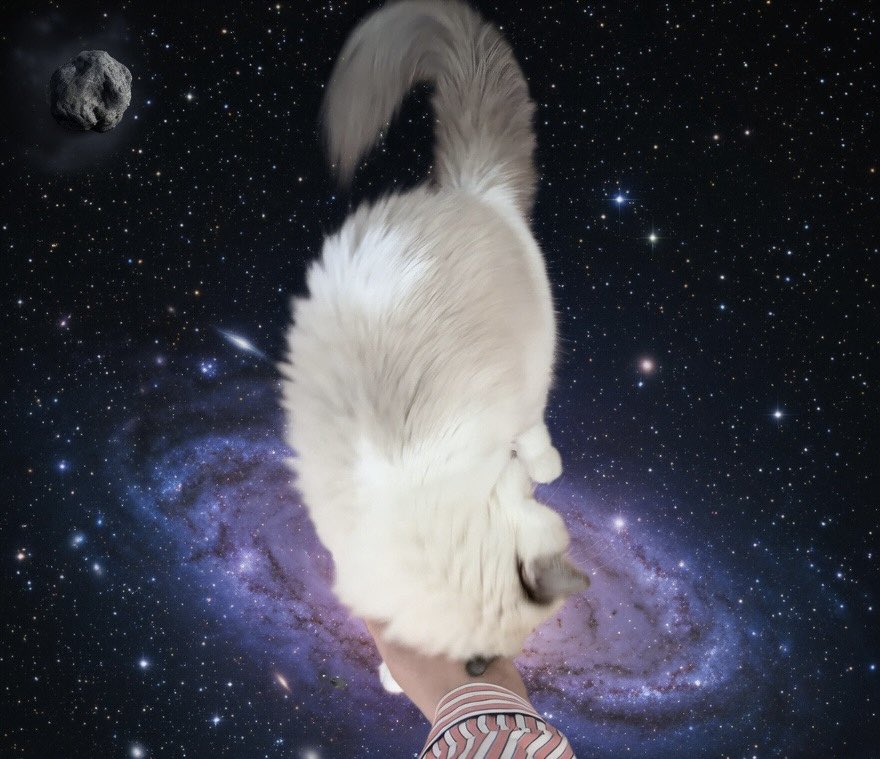 6시내고양 tweet media