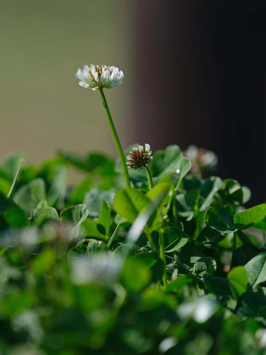 ピロリ@富士フイルムが好き tweet media