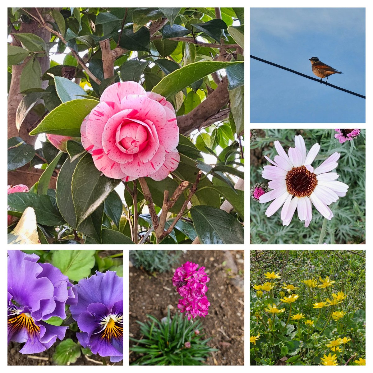 🌸たんばぐり🌊(•᎑•)🌰 tweet media