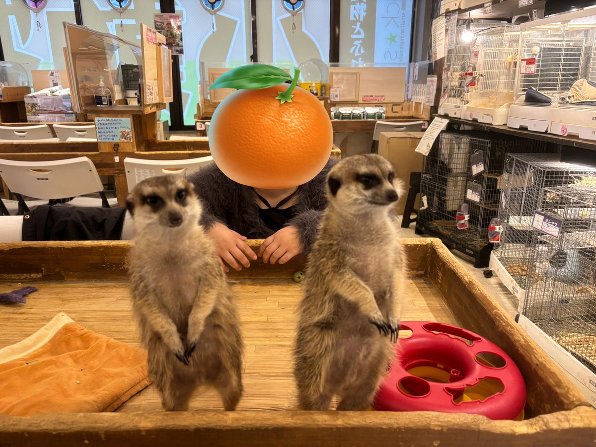 ふみ🌈🐍RainbowStocking tweet media