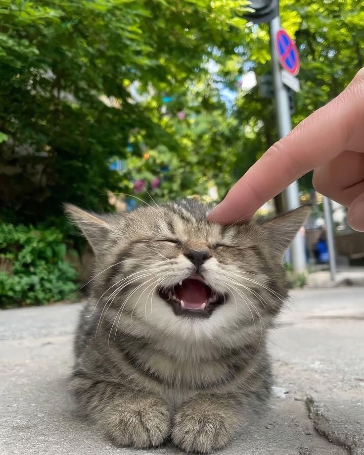 MEEEEEEEEEEEEEEEOW