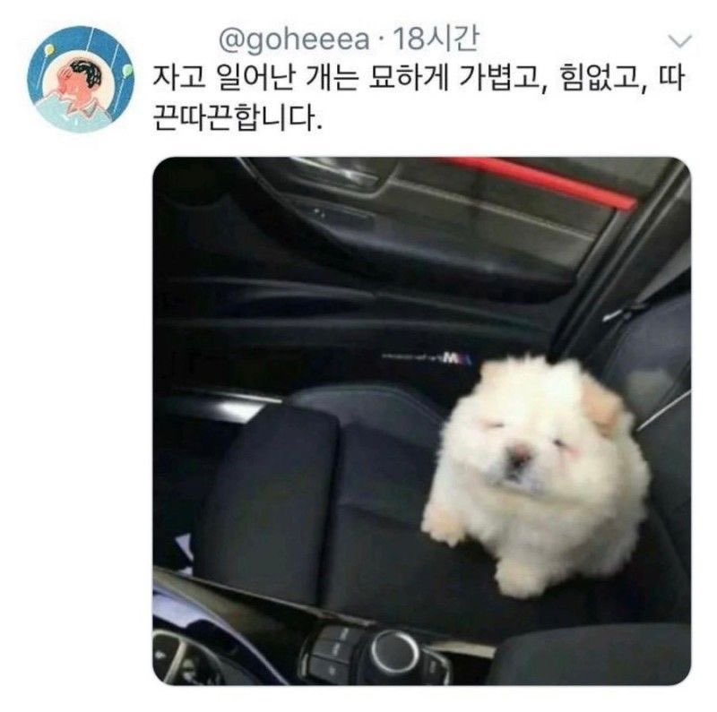 고냑이 tweet media