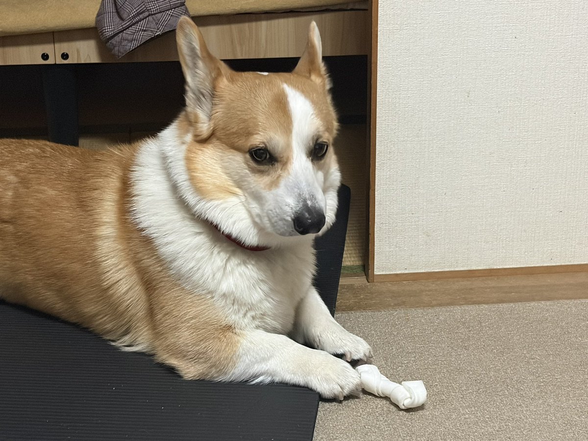 桃たろー🍑小平コギ tweet media