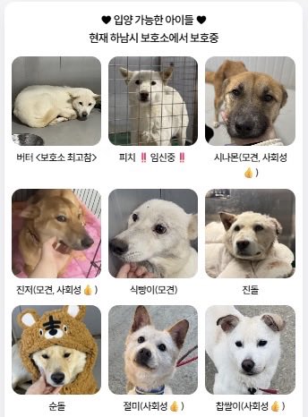 하남시 보호소 입양홍보 tweet media