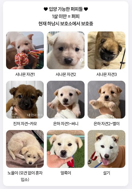 하남시 보호소 입양홍보 tweet media