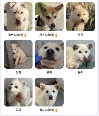 하남시 보호소 입양홍보 tweet media