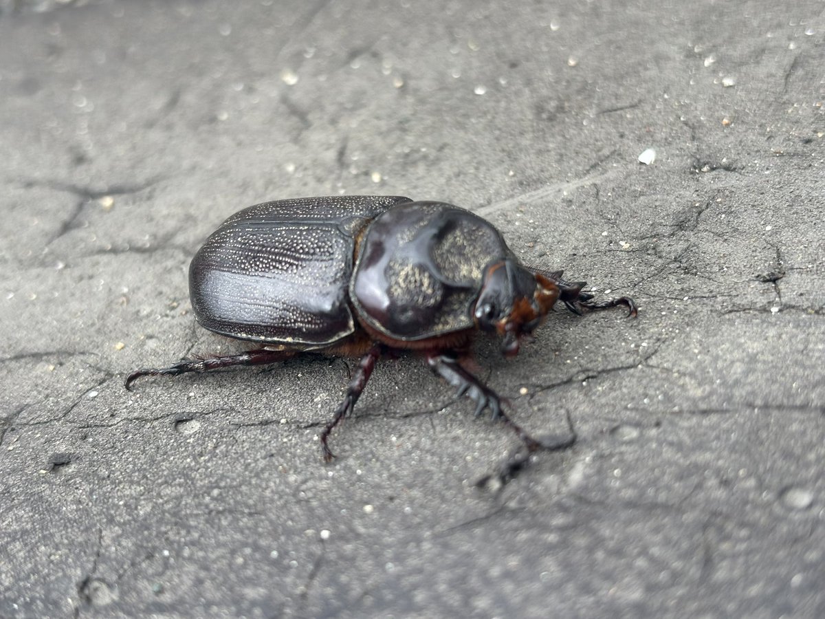 この時期にカブトムシいたんだけどｗ