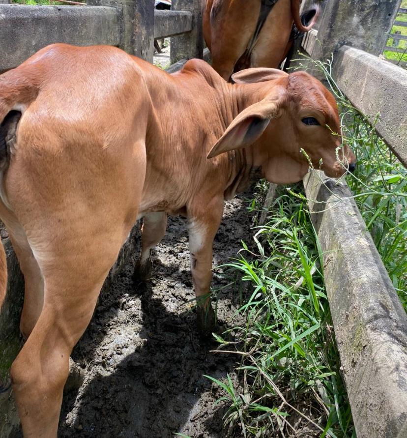 Pl Chiquinquirá Pasión Ganadera tweet media