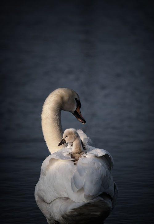 vivaneil tweet media