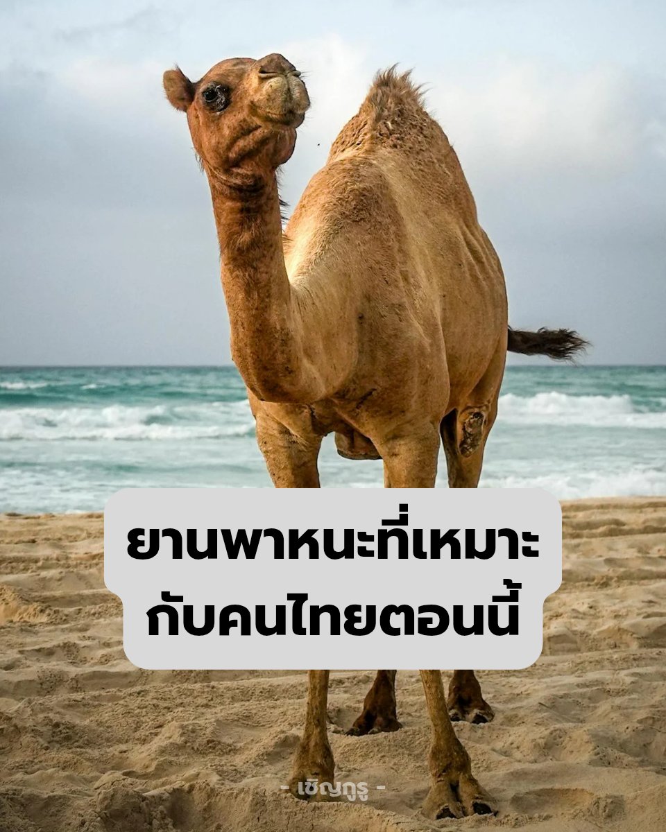 ราคาน้ำมันขนาดนี้ กับ อากาศร้อนขนาดนี้
อูฐนี่แหละตัวจบ 

#เชิญกูรู #ราคาน้ำมัน #ราคาน้ำมันวันนี้