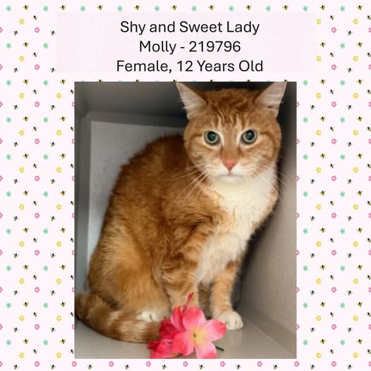 Candi Ausman tweet media