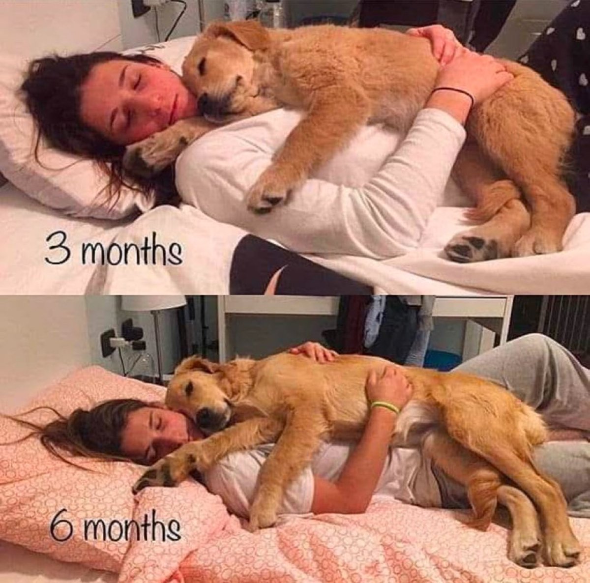 Puppies 🐶 tweet media