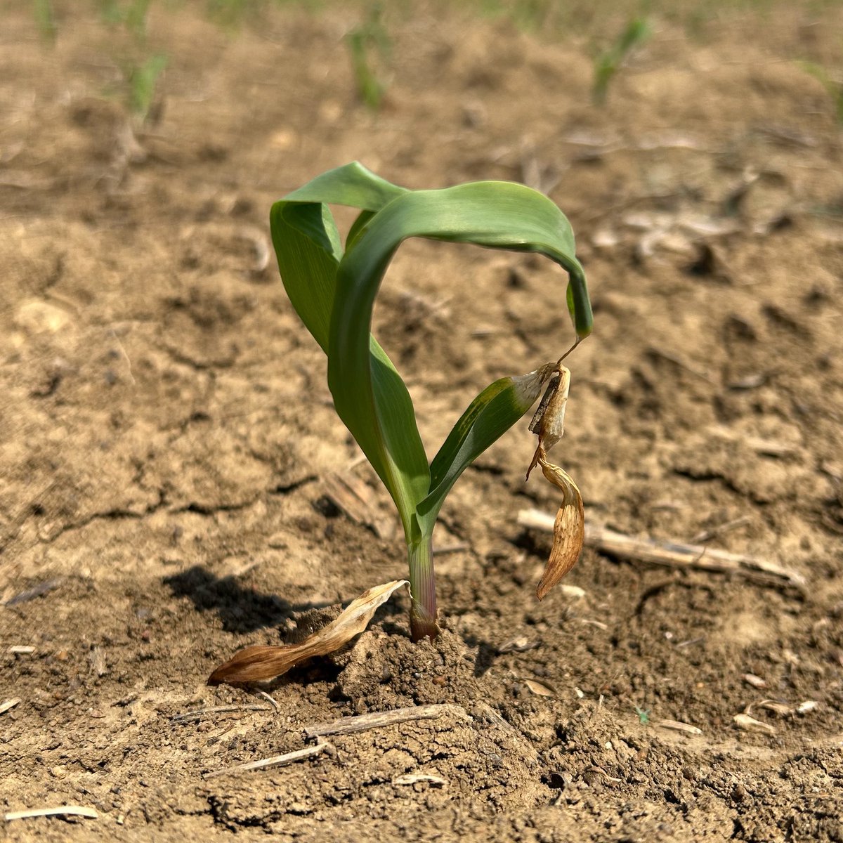 Erick Larson tweet media