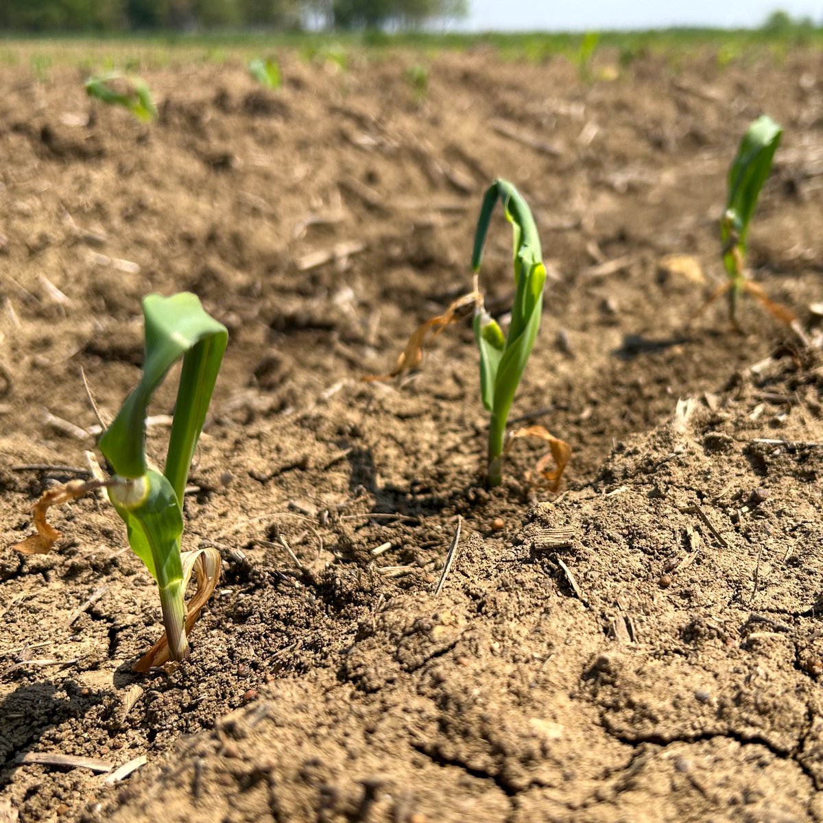 Erick Larson tweet media