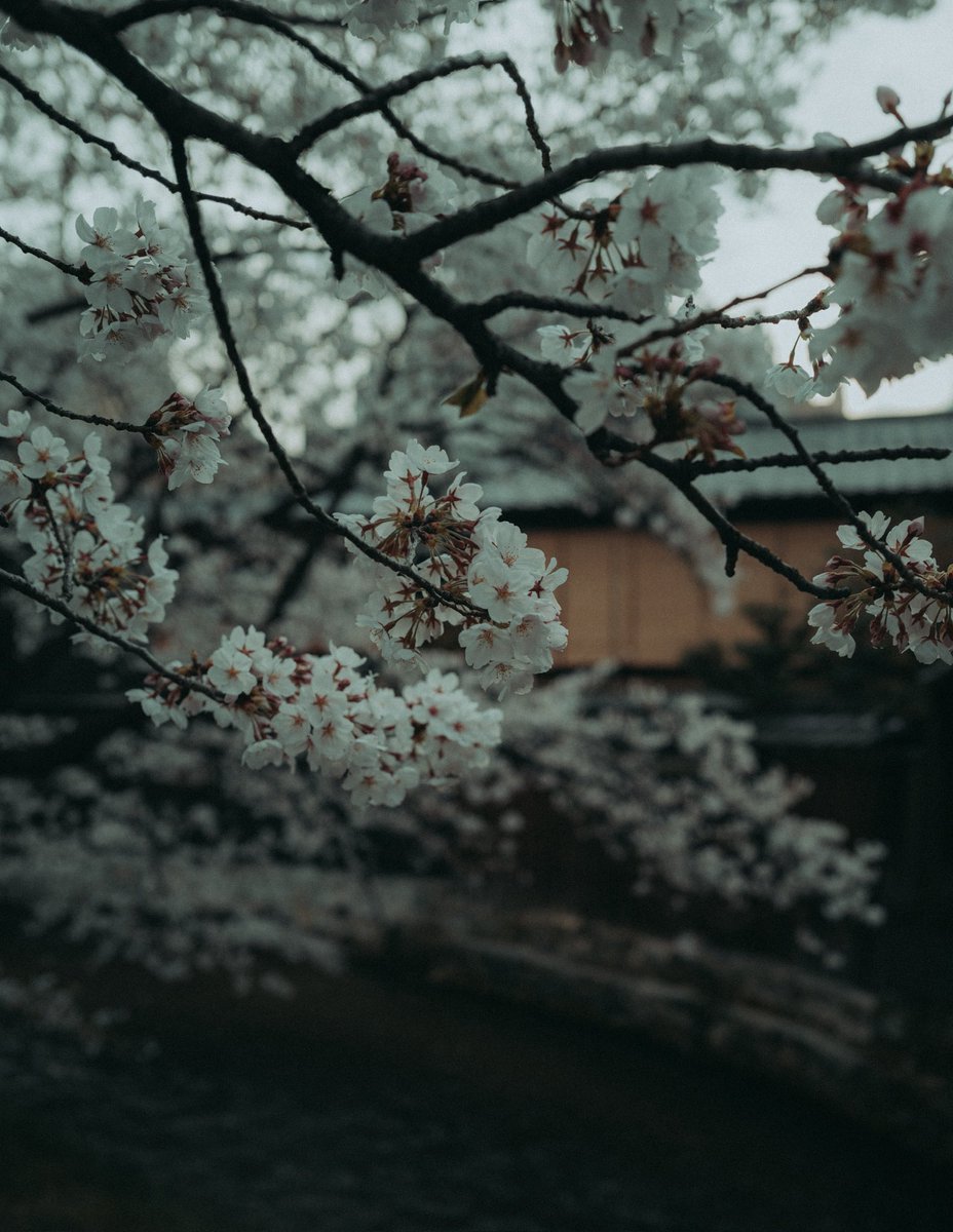 riki_shinagawa's tweet photo. Beautiful Kyoto in Spring https://t.co/UOeiU9YvM1