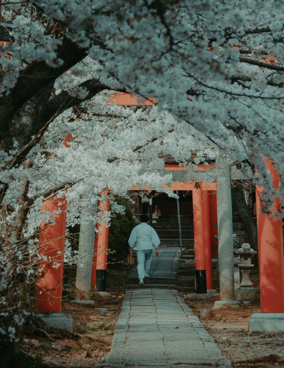 riki_shinagawa's tweet photo. Beautiful Kyoto in Spring https://t.co/UOeiU9YvM1