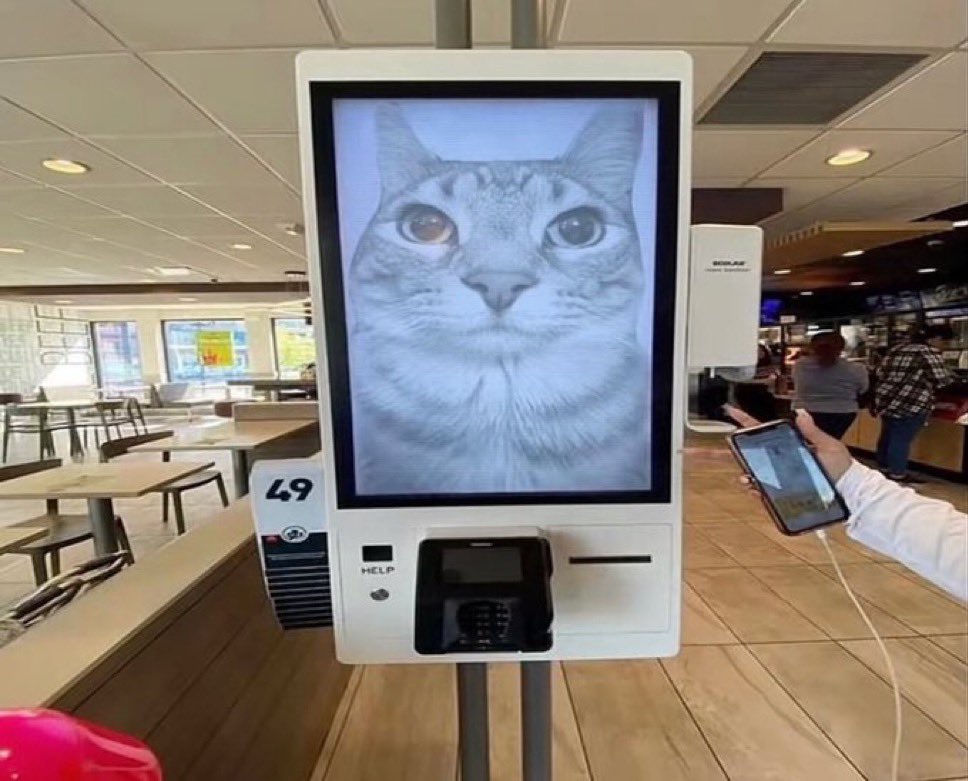 smol silly cat tweet media