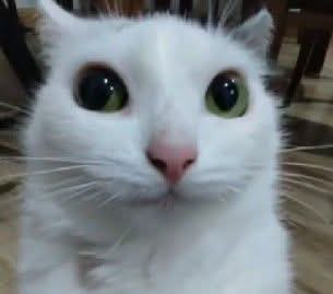 Lewpetitcow's tweet photo. AVISO 
Hola a todos, por motivos de seguridad personal evitaré dar servicios por la noche, he estado recibiendo amenazas de ☠️ por parte de un vecino, y por cualquier cosa que me llegue a pasar lo hago responsable mi familia ya está enterada, servicios en el hotel ludus 8am 6pm https://t.co/dIzAluXQDc