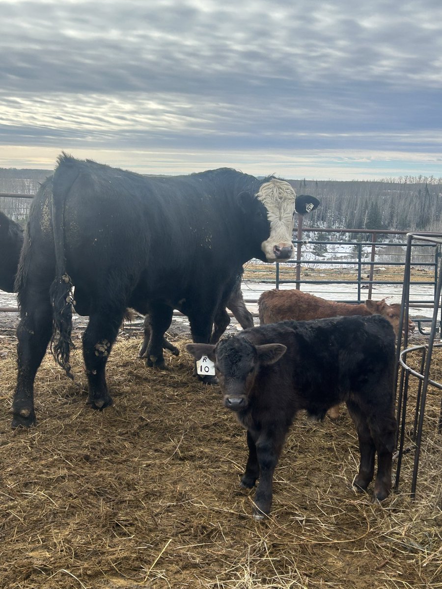 RobHoffarth11's tweet photo. New bull and out with some cows https://t.co/IqXmtBdi90