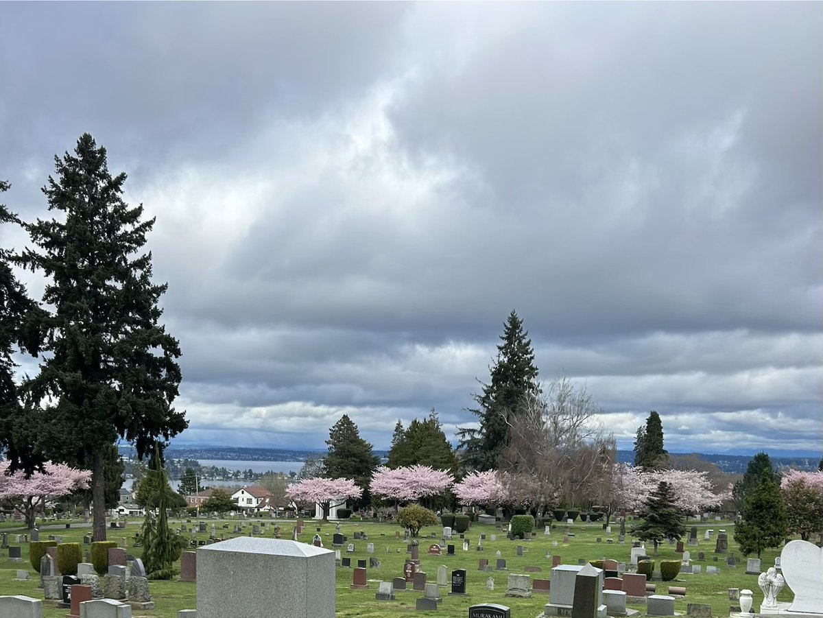 クリニック🏥に行ったついで桜🌸を見にブルース・リーのお墓のある墓地へ。空はつれない灰色🩶だけれど、桜はキレイ❤️