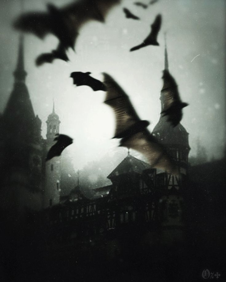 mishi ๐ ENHYPEN IS SEVEN! tweet media