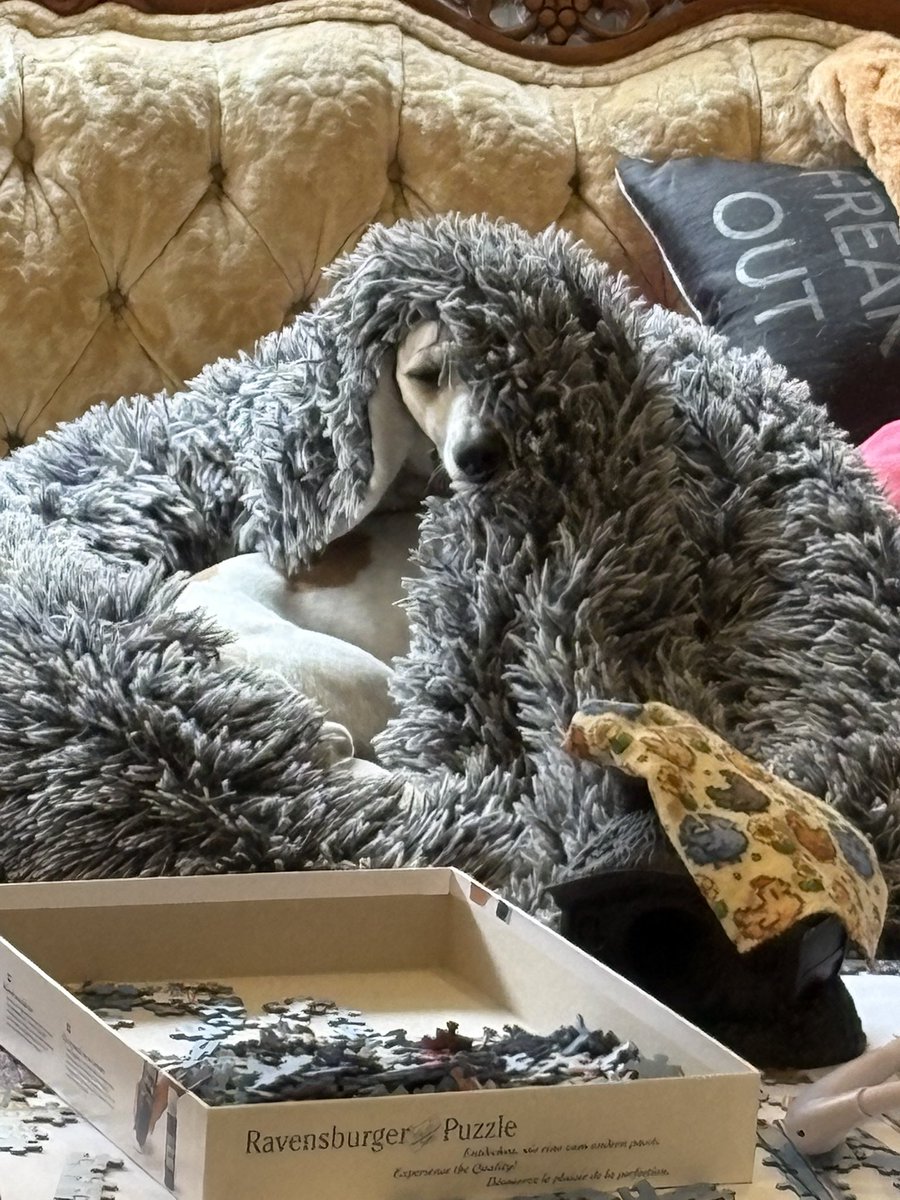 hmayall1's tweet photo. @Vinny this is Cannoli he is Iggy x Whippet https://t.co/rfNiWULScy