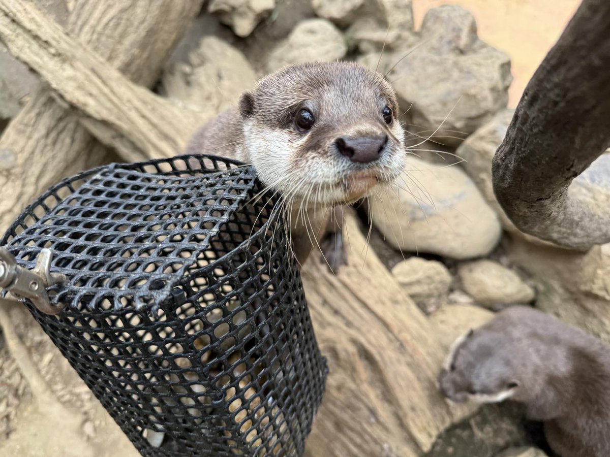 埼玉県こども動物自然公園【公式】🐨 tweet media