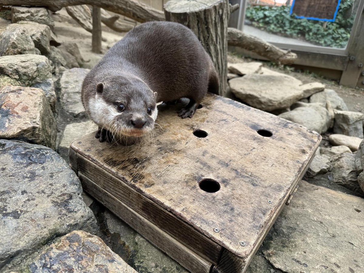 埼玉県こども動物自然公園【公式】🐨 tweet media