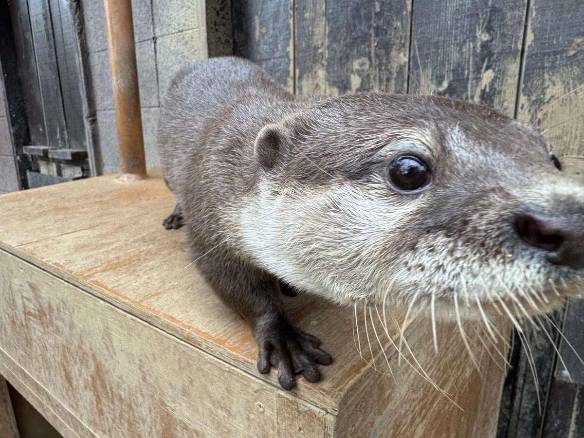 埼玉県こども動物自然公園【公式】🐨 tweet media