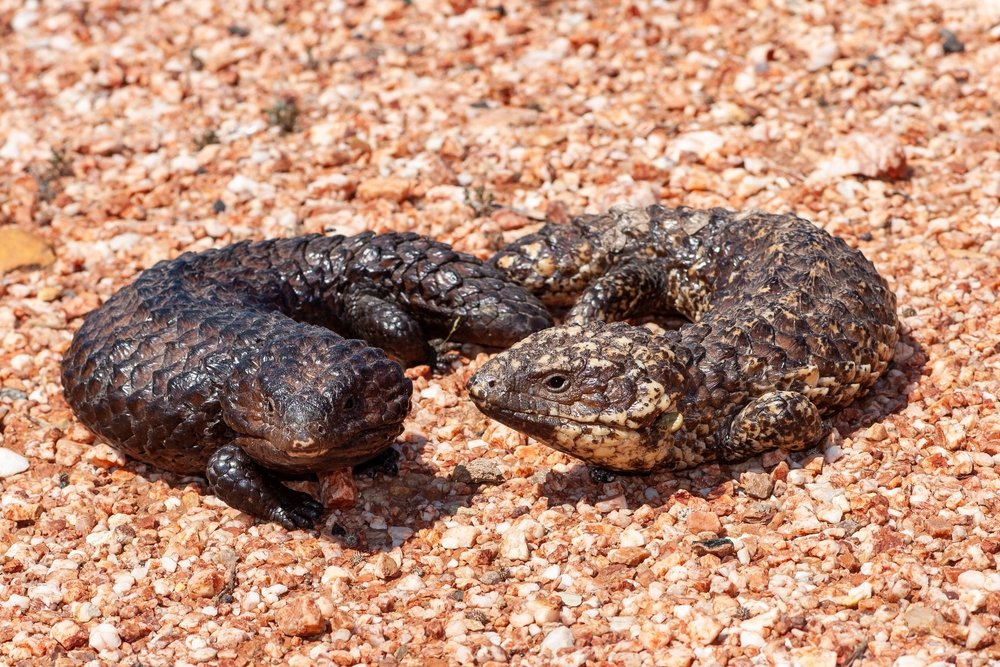 Kynzite Eira VT | Dingo Tomboy tweet media