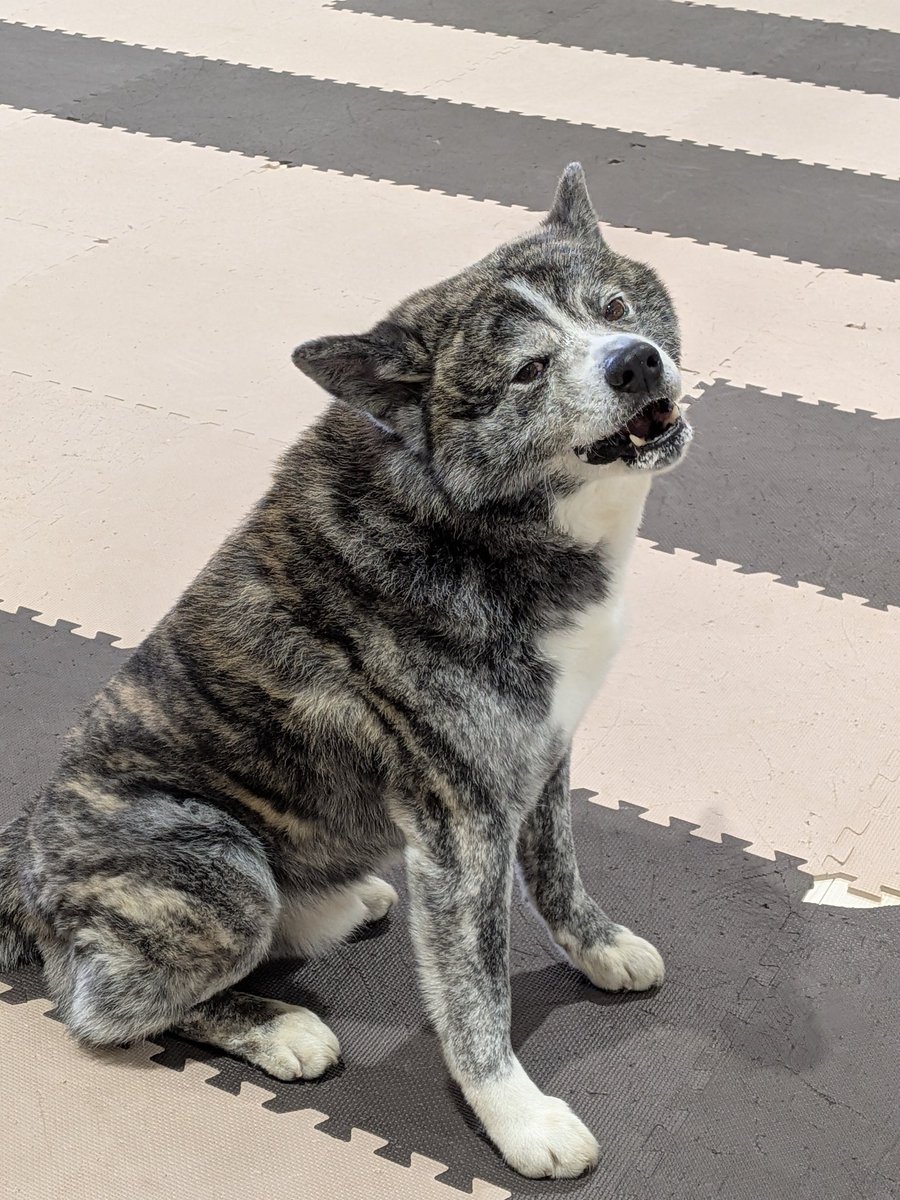 秋田犬の里【公式】 tweet media