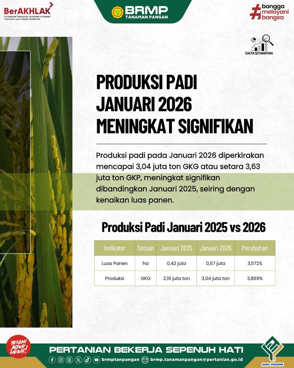brmptanpangan's tweet photo. Produksi padi Januari 2026 diperkirakan mencapai 3,04 juta ton GKG (setara 3,63 juta ton GKP), meningkat signifikan dibanding Januari 2025 seiring kenaikan luas panen 35,72%, dengan potensi produksi Jan–Apr 2026 mencapai 24,28 juta ton GKG.
#AgroModern #BRMP #Kementan #BRMPTP https://t.co/QPsT7vnSOG