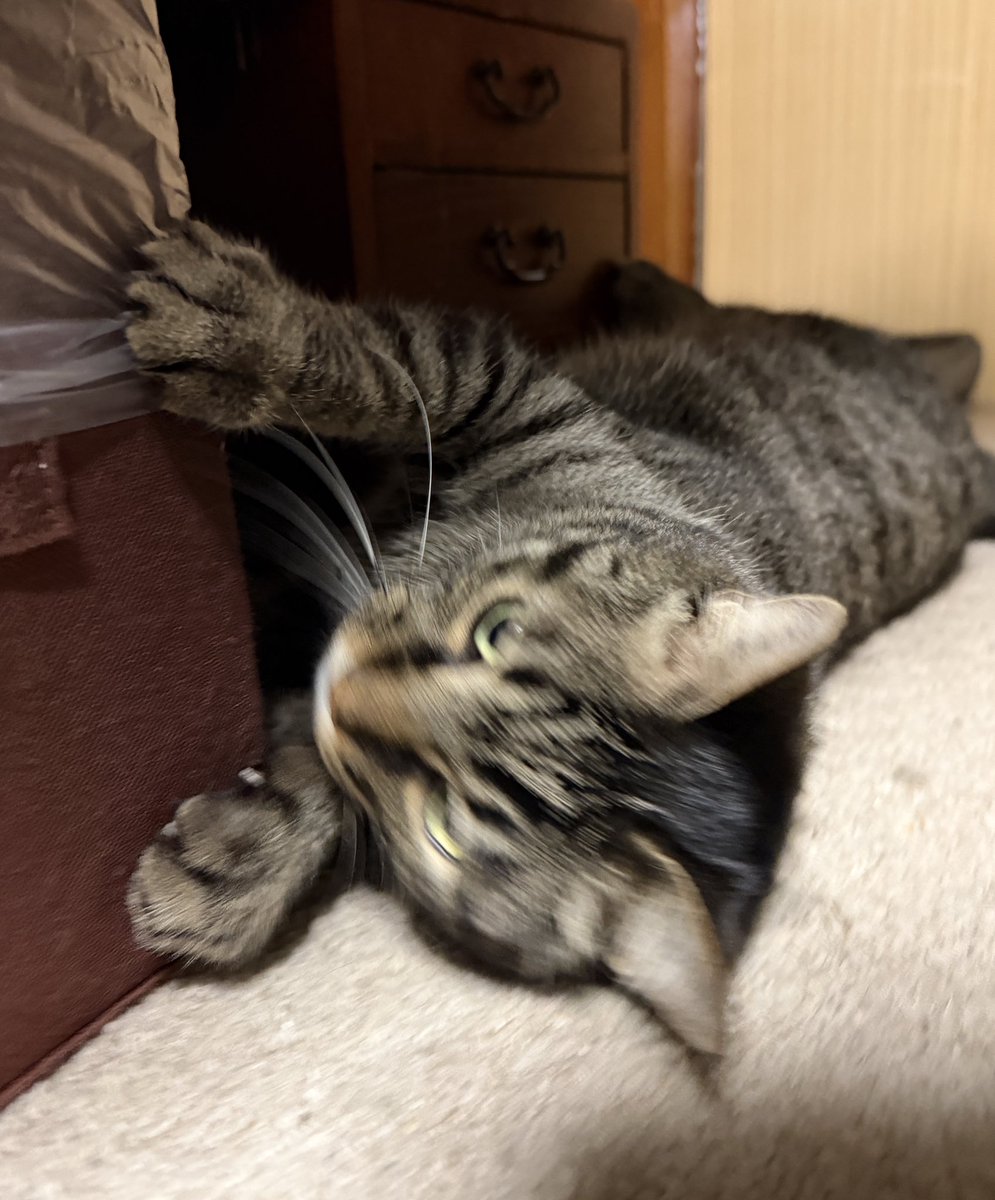 ぷりちーなすび🍆 tweet media