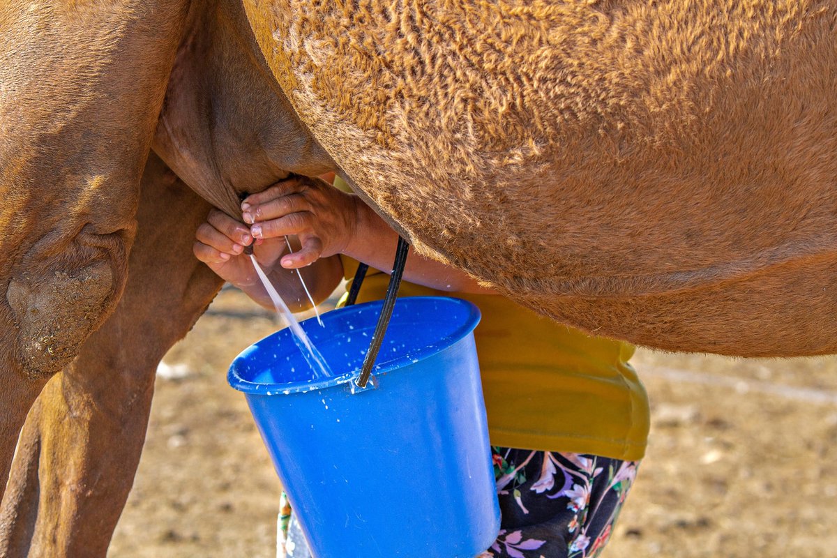 NewsMedical's tweet image. 🐪 Is camel milk the next superfood? Science spotlights benefits for blood sugar &amp;amp; immune health - but warns: raw milk can be risky. news-medical.net/news/20260325/… #CamelMilk #FoodScience
