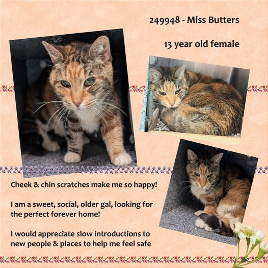 Candi Ausman tweet media