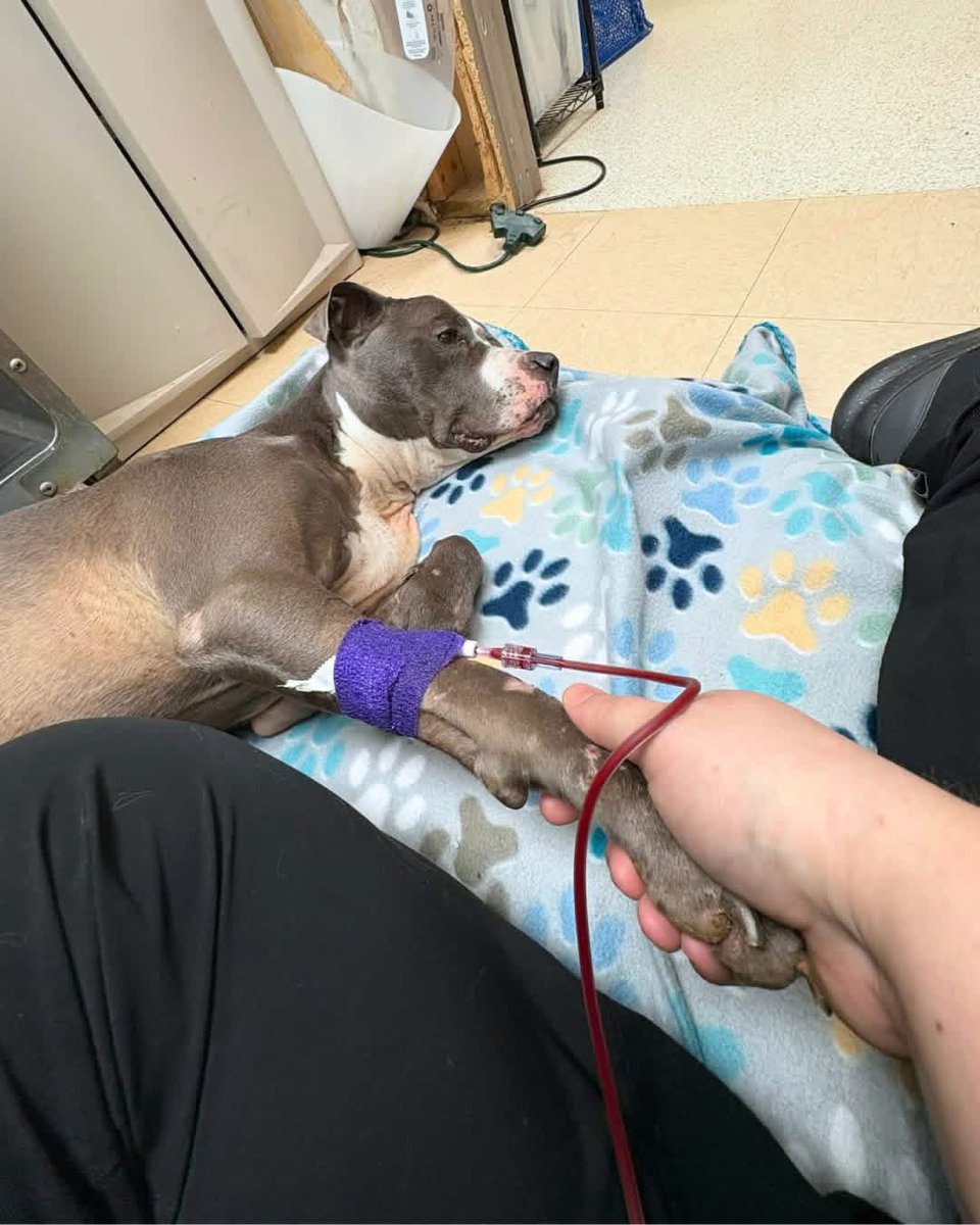 Hounds in Pounds tweet media