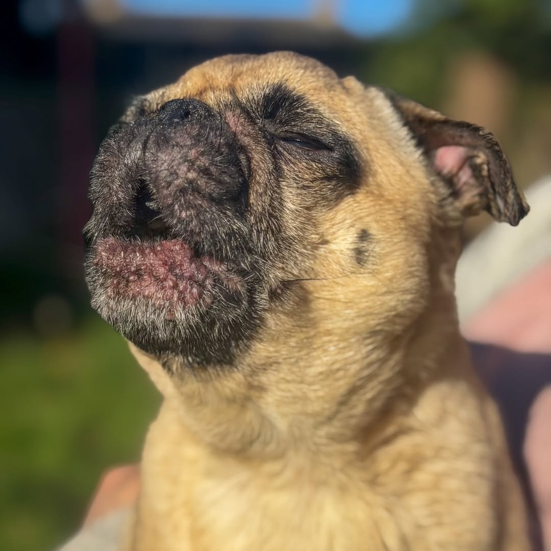 marymsmithson56's tweet image. What do you think made me this
angry? 😡
#pug #puglove #puglife