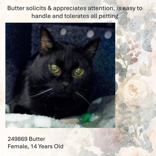 Candi Ausman tweet media