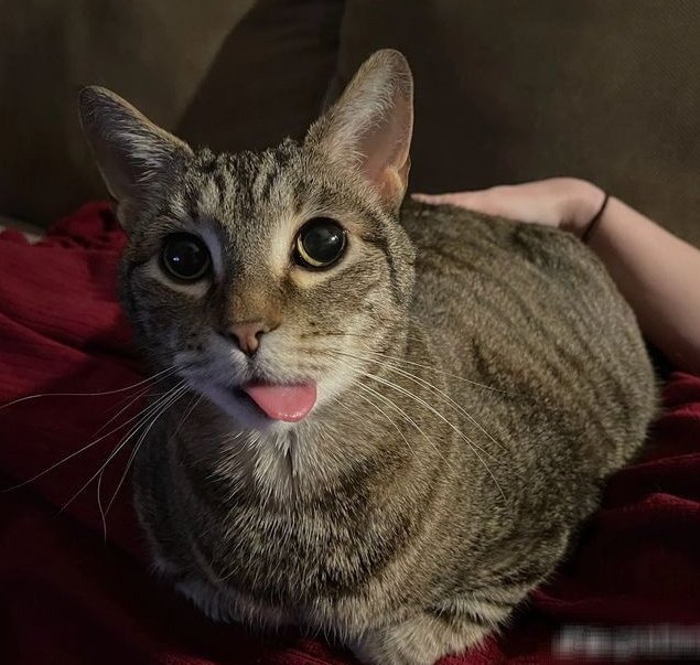 𖤐 Pokispade 𖤐 tweet media