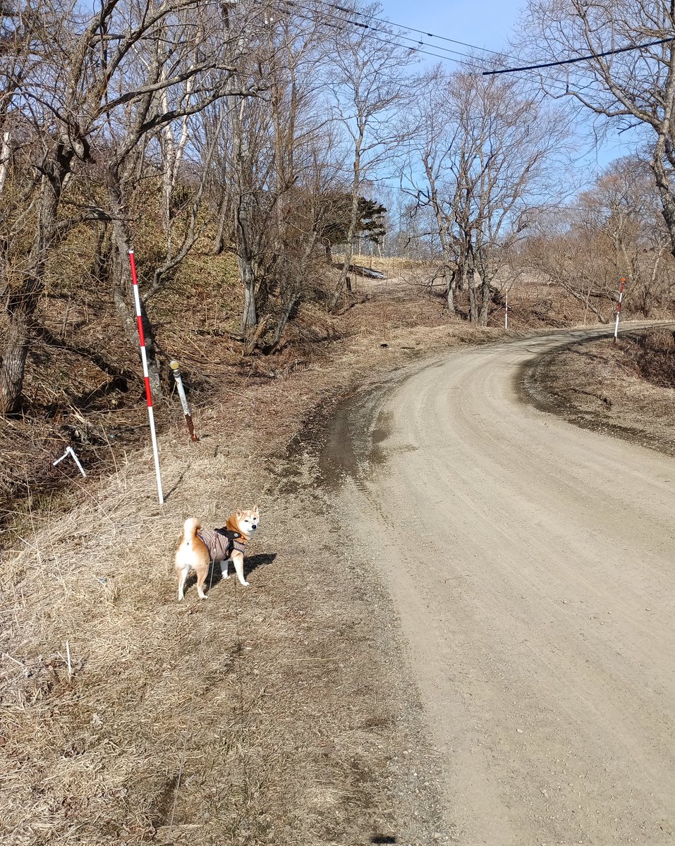 きほこと tweet media