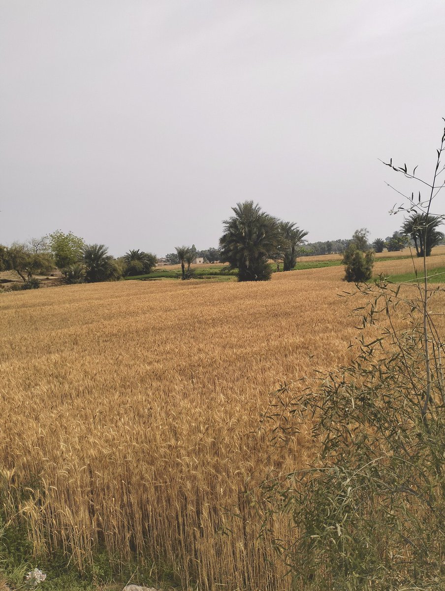 Rizi_ru's tweet photo. All this golden wheat and greenery will disappear here after 15 days because the temperature increases automatically here 🟩🌾

How many houses do you see in this entire field? https://t.co/ybqumfSl3i